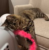 SAMWISE #1755n - Offered by Owner - Young Female