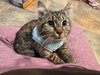 SAMWISE #1755n - Offered by Owner - Young Female
