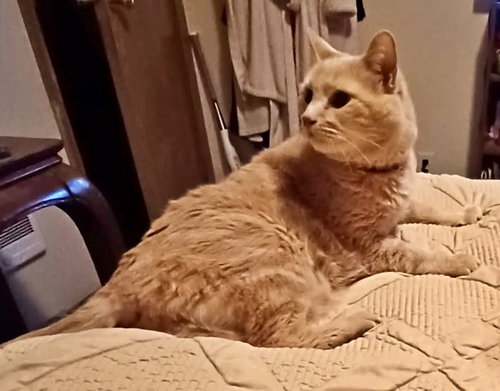 CINNAMON #1759N - Offered by Owner - FIV+ Sweet Sr