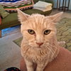 CINNAMON #1759N - Offered by Owner - FIV+ Sweet Sr