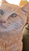 CINNAMON #1759N - Offered by Owner - FIV+ Sweet Sr