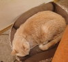 CINNAMON #1759N - Offered by Owner - FIV+ Sweet Sr