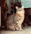 WHISKERS #1760 -Offered by Owner- Young/social