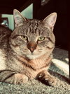 WHISKERS #1760 -Offered by Owner- Young/social