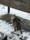 WHISKERS #1760 -Offered by Owner- Young/social