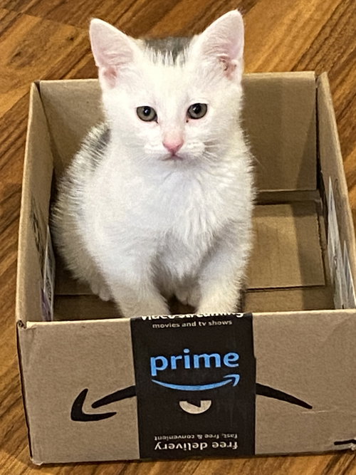ADI - Family-friendly Kitten
