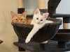 ADI - Family-friendly Kitten