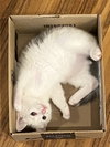 ADI - Family-friendly Kitten