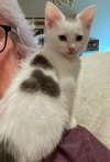 ADI - Family-friendly Kitten