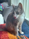 SKIPPY #1761 - Offered by Owner- 3-legged Senior