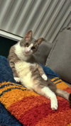 SKIPPY #1761 - Offered by Owner- 3-legged Senior