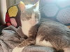 SKIPPY #1761 - Offered by Owner- 3-legged Senior