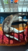 SKIPPY #1761 - Offered by Owner- 3-legged Senior