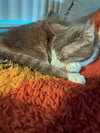 SKIPPY #1761 - Offered by Owner- 3-legged Senior