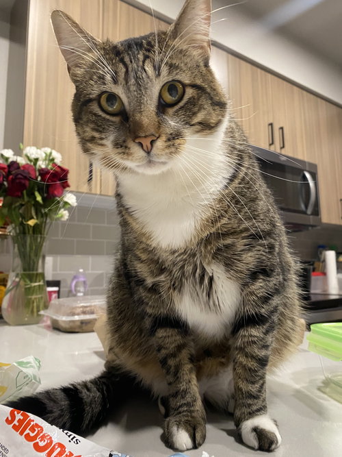 MILO #1766 - Offered by Owner - Young Male