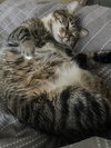 MILO #1766 - Offered by Owner - Young Male