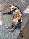 MILO #1766 - Offered by Owner - Young Male