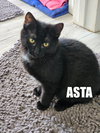 FOUR KITTENS #1768-71 - Offered by Owner