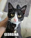 FOUR KITTENS #1768-71 - Offered by Owner