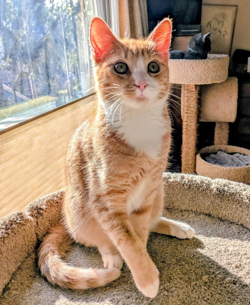 MARMALADE - Young male needs a buddy!