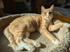 MARMALADE - Young male needs a buddy!