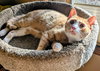 MARMALADE - Young male needs a buddy!