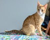 MARMALADE - Young male needs a buddy!