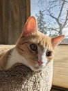 MARMALADE - Young male needs a buddy!