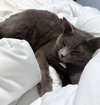 INDIGO #1772 - Offered by Owner - Russian Blue