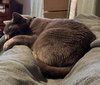 INDIGO #1772 - Offered by Owner - Russian Blue