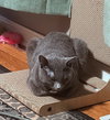 INDIGO #1772 - Offered by Owner - Russian Blue