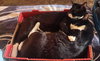 JACK & JOHNNY #1773 -Offered by Owner -In-Out Pair
