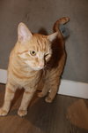 SIMBA #1777 - Offered by Owner