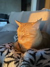SIMBA #1777 - Offered by Owner