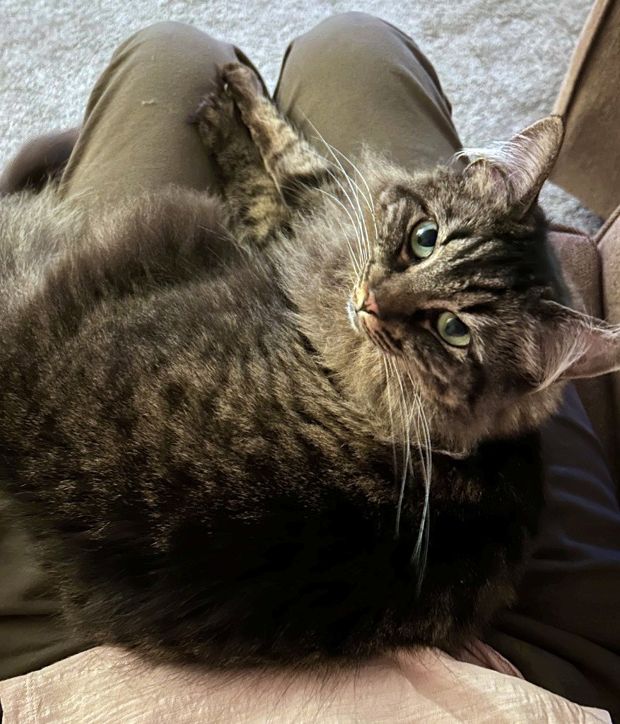 MISS BUSTER #1778 -Offered by Owner -Young Fluffy Image