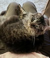 MISS BUSTER #1778 -Offered by Owner -Young Fluffy