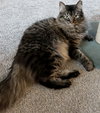 MISS BUSTER #1778 -Offered by Owner -Young Fluffy