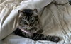 MISS BUSTER #1778 -Offered by Owner -Young Fluffy