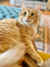 MIKEY & LEO 1778A- Offered by Owner - Bonded Boys