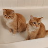 MIKEY & LEO 1778A- Offered by Owner - Bonded Boys