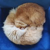 MIKEY & LEO 1778A- Offered by Owner - Bonded Boys