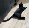 SILAS #1779 - Offered by Owner -Young Male