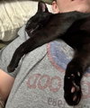 SILAS #1779 - Offered by Owner -Young Male