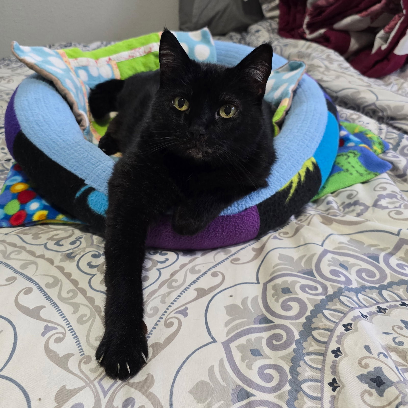 FREYA 1780A -Offered by Owner- Friendly family cat Image