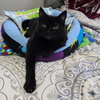 FREYA 1780A -Offered by Owner- Friendly family cat
