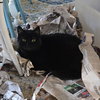 FREYA 1780A -Offered by Owner- Friendly family cat