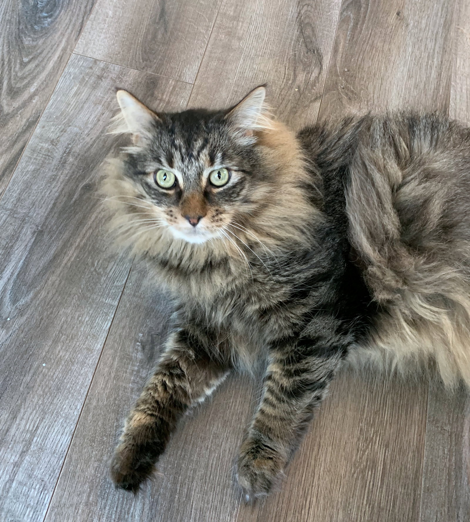WINSTON #1782 - Offered by Owner - Fluffy Adult Image