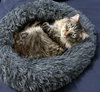 WINSTON #1782 - Offered by Owner - Fluffy Adult
