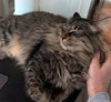 WINSTON #1782 - Offered by Owner - Fluffy Adult