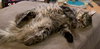 WINSTON #1782 - Offered by Owner - Fluffy Adult